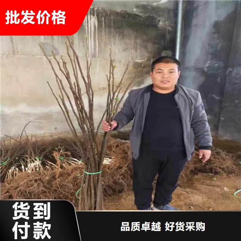 【无花果】大棚草莓苗品质保证实力见证