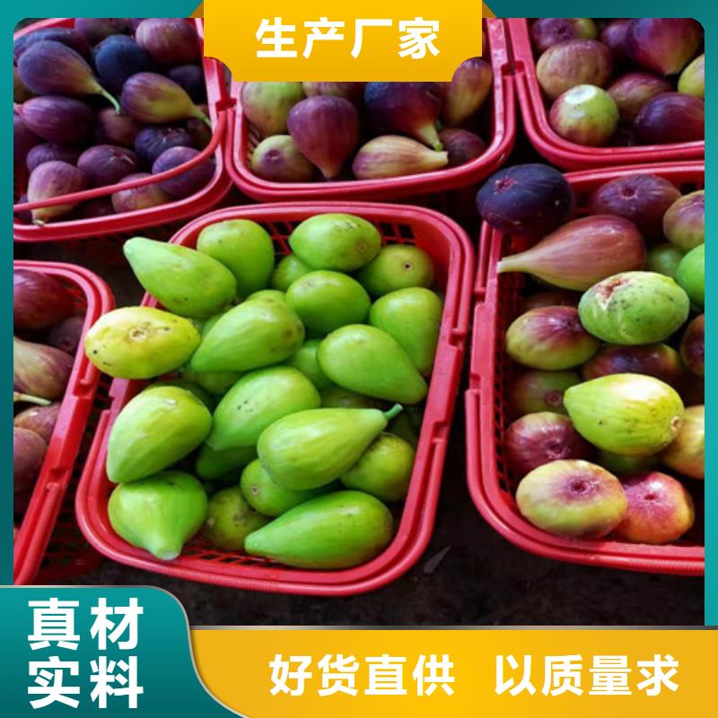 无花果樱桃树苗精品优选