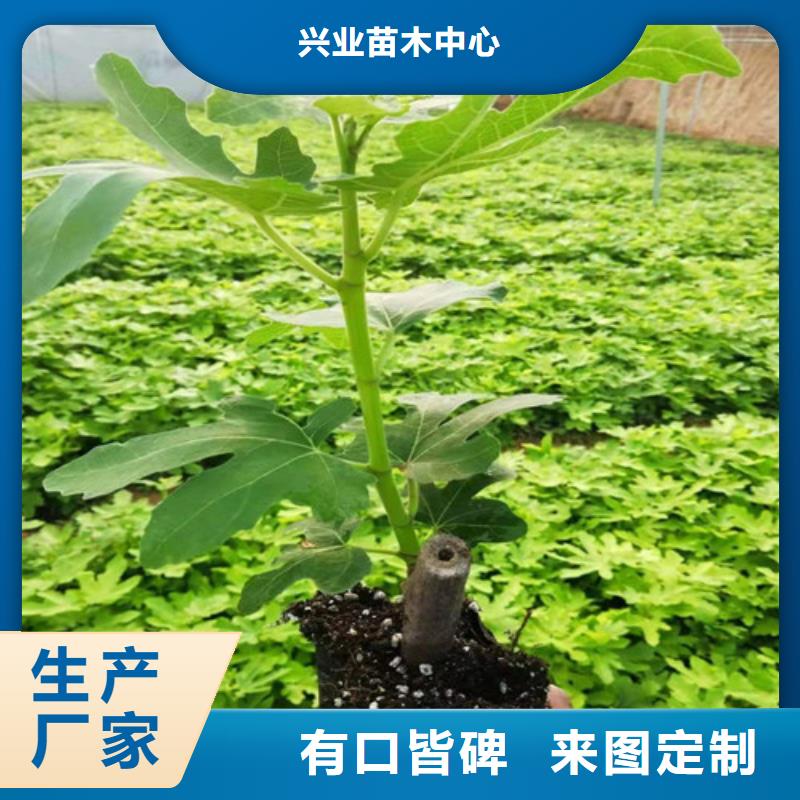 【无花果大棚草莓苗支持定制贴心售后】