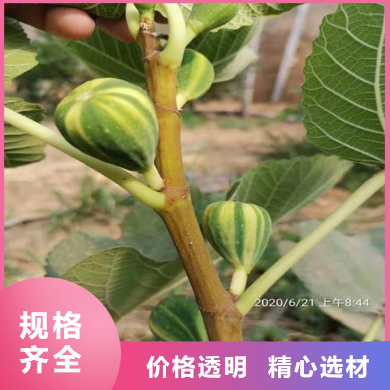 【无花果】桃树苗批发货源