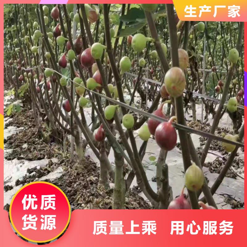 【无花果大棚草莓苗支持定制贴心售后】