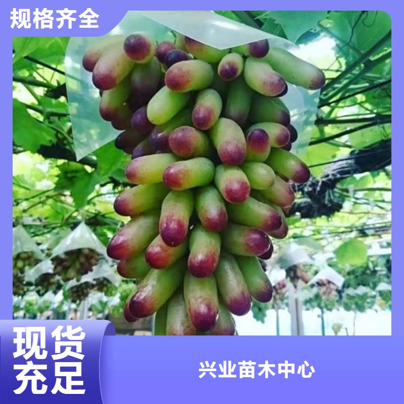 【葡萄】烟福8苹果苗多年行业经验