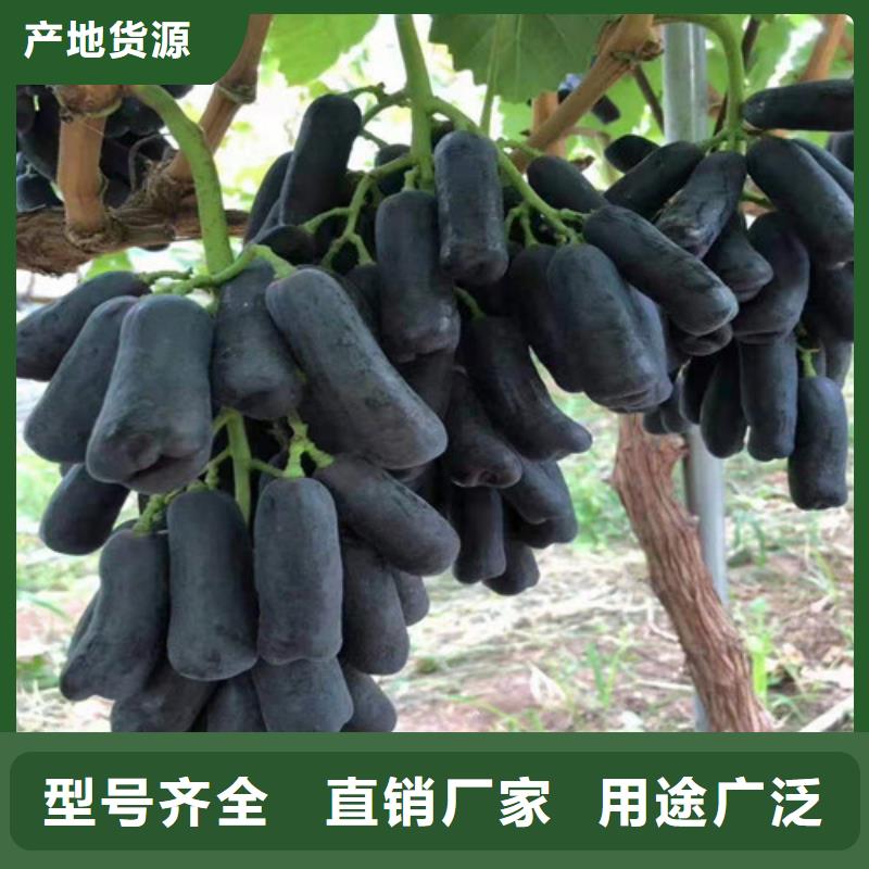 葡萄_核桃苗定制批发