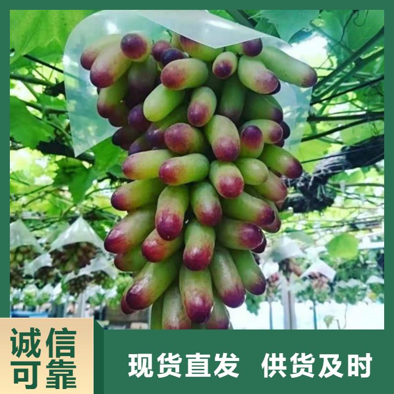 葡萄_【红颜草莓苗】0中间商差价