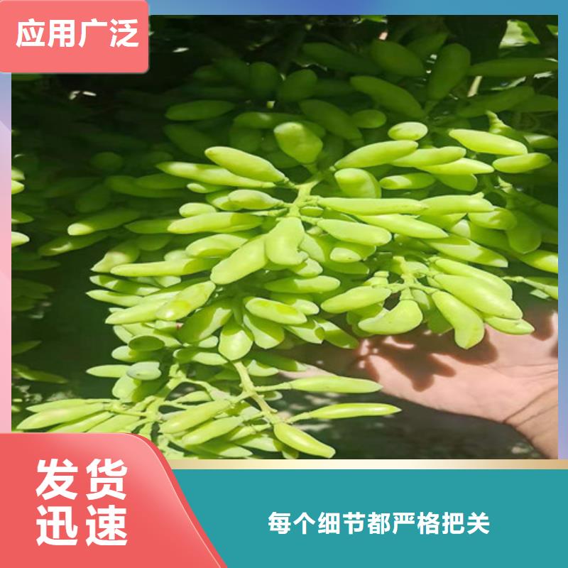 葡萄【蓝莓苗】厂家批发价