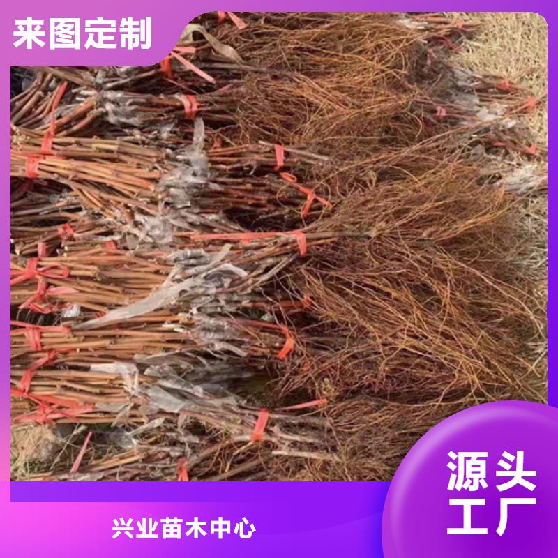 【葡萄桃树苗种类多质量好】