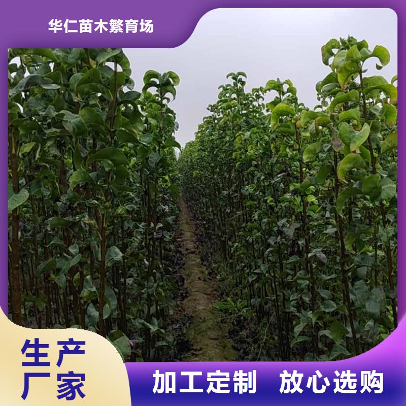 梨山桃苗工艺层层把关