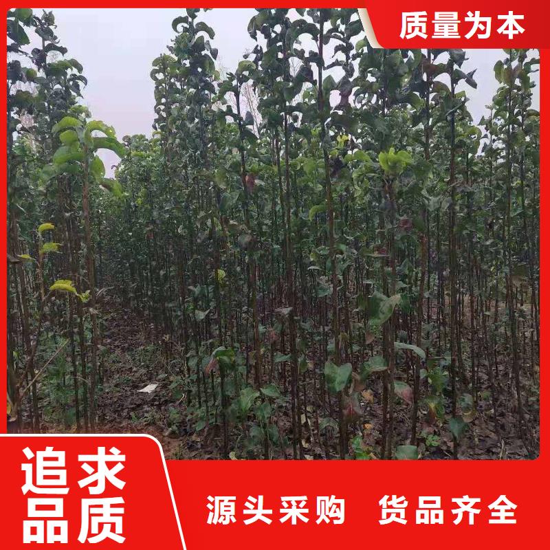 梨奥红全红梨树苗支持加工定制