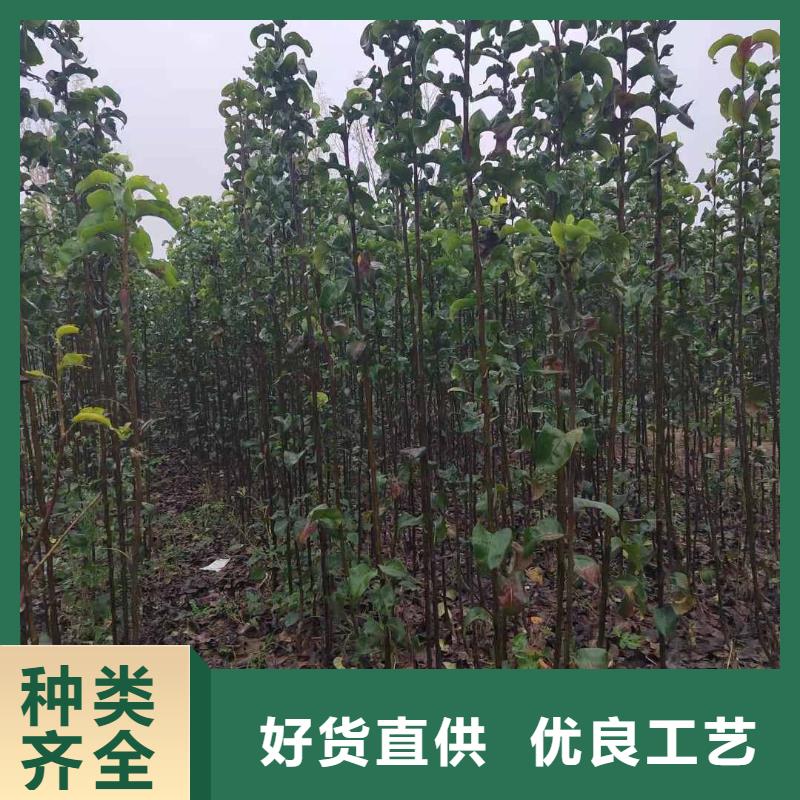 梨,黄冠梨树苗使用方法