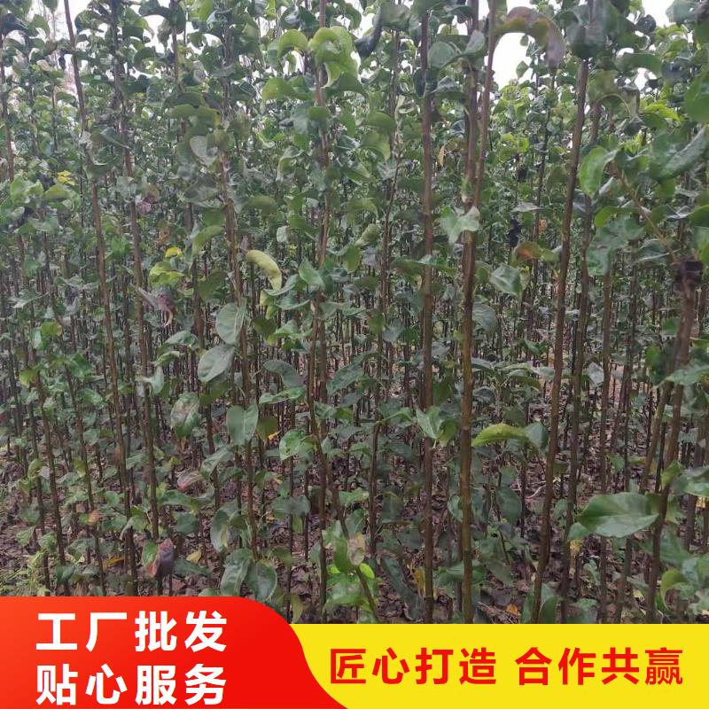 梨黄冠梨树苗严格把关质量放心