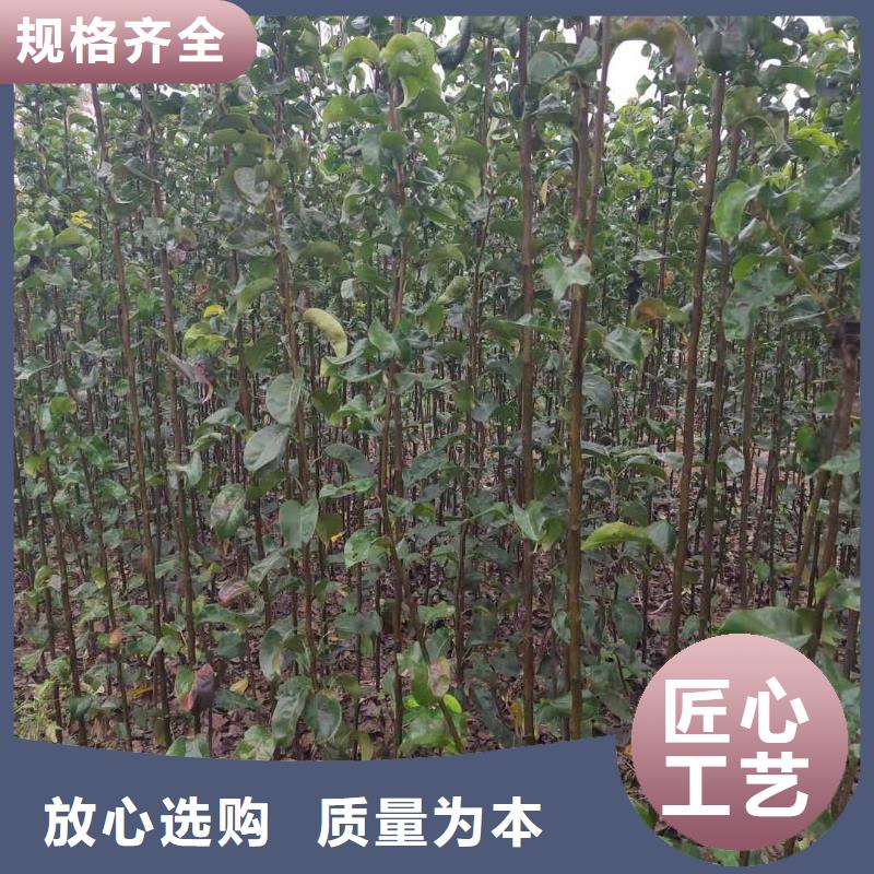 梨奥红全红梨树苗性价比高