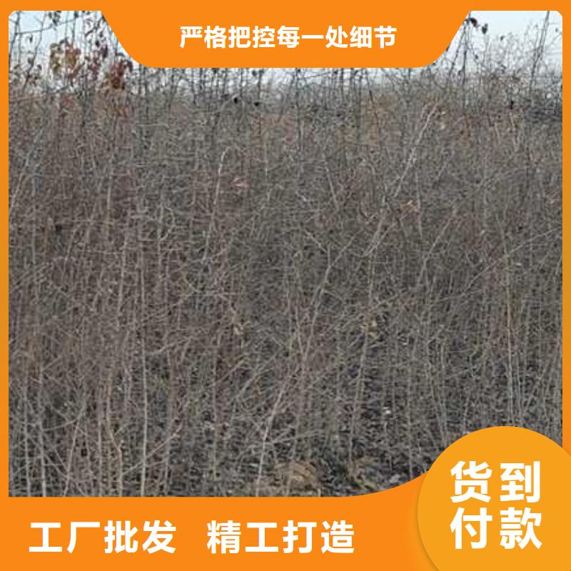 杜梨梨树苗基地厂家案例