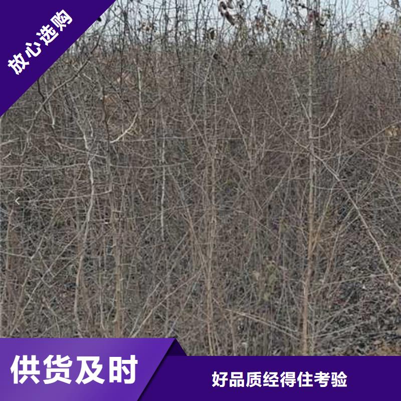 杜梨梨树苗基地多种场景适用