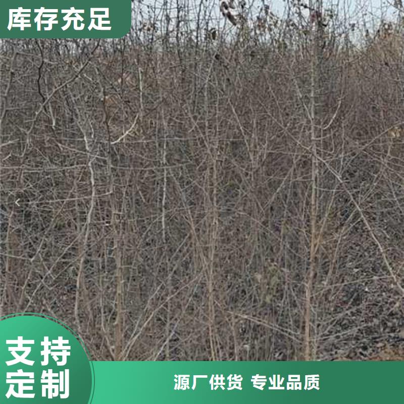 杜梨,梨树苗基地批发货源