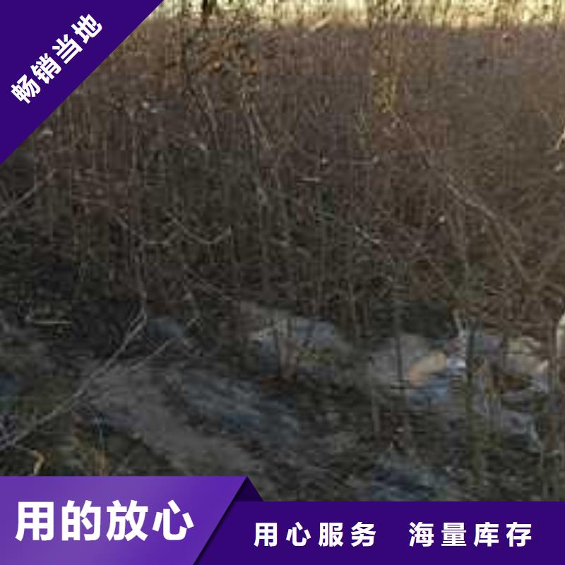 杜梨新梨7号梨树苗当地货源