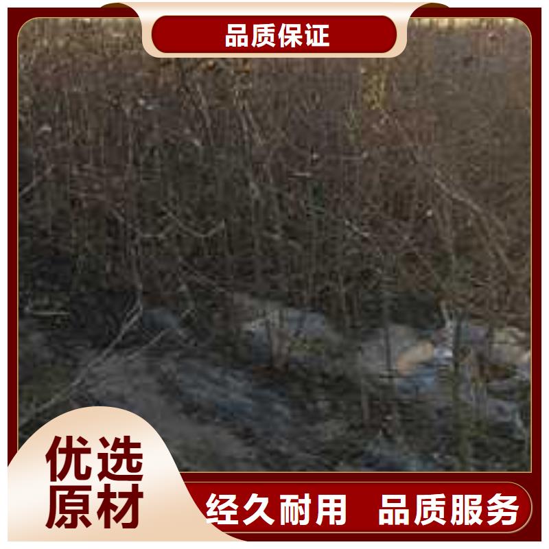 杜梨玉露香梨树苗细节决定品质