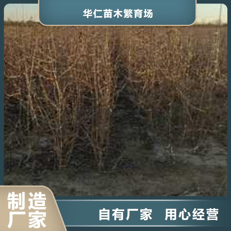 杜梨红香酥梨树苗快捷的物流配送