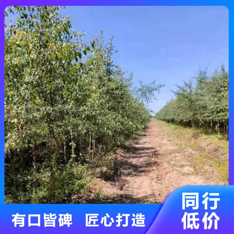 杜梨【梨树苗基地】出货及时