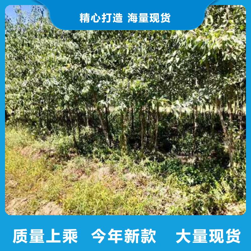 【杜梨】_梨树苗基地敢与同行比价格