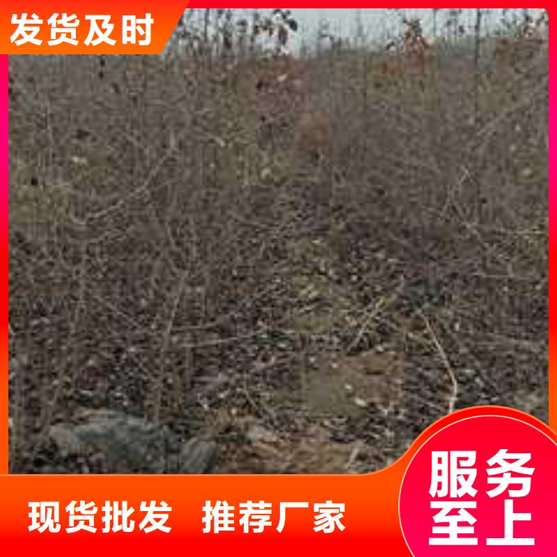 杜梨黄冠梨树苗当地货源