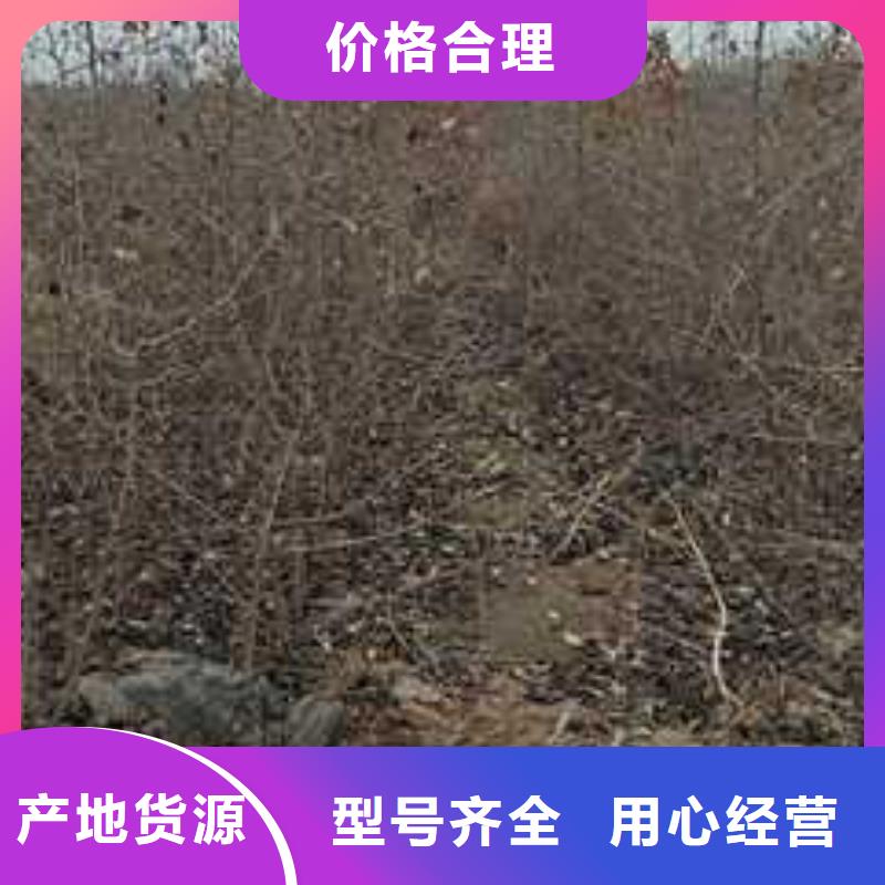 杜梨_【秋月梨树苗】品牌专营