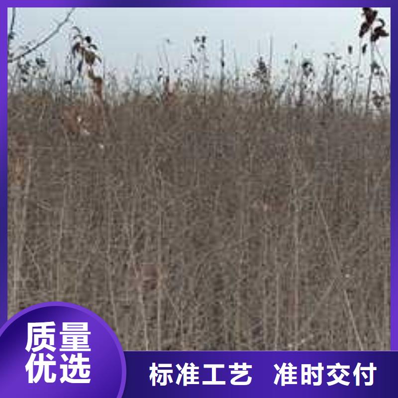 杜梨新梨7号梨树苗精心推荐