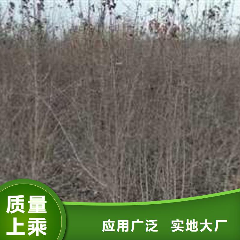 杜梨山桃苗原厂制造