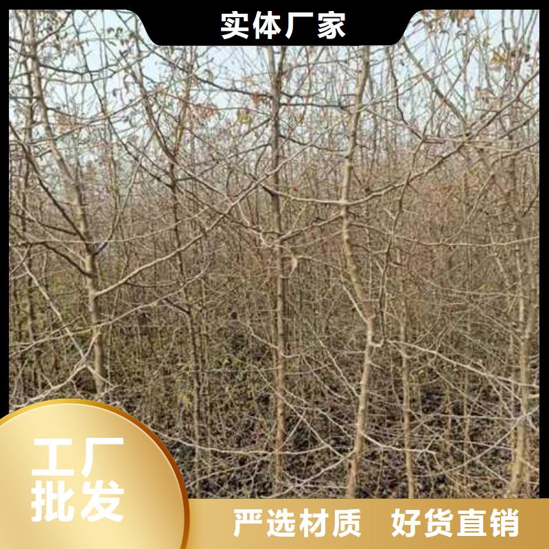 【杜梨,奥红全红梨树苗优势】