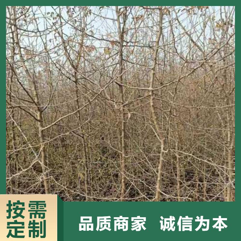 杜梨梨树苗基地批发商