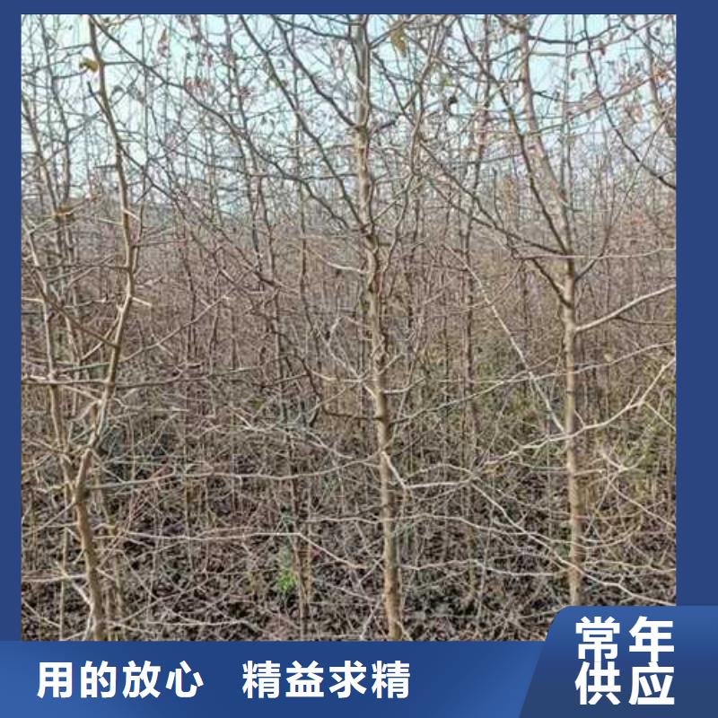 杜梨梨树苗基地多种场景适用