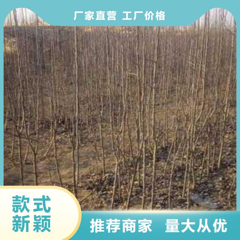 杜梨,梨树苗基地批发货源