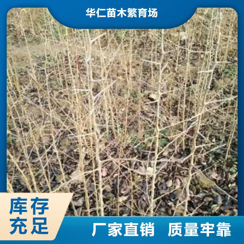【杜梨秋月梨树苗实体厂家支持定制】