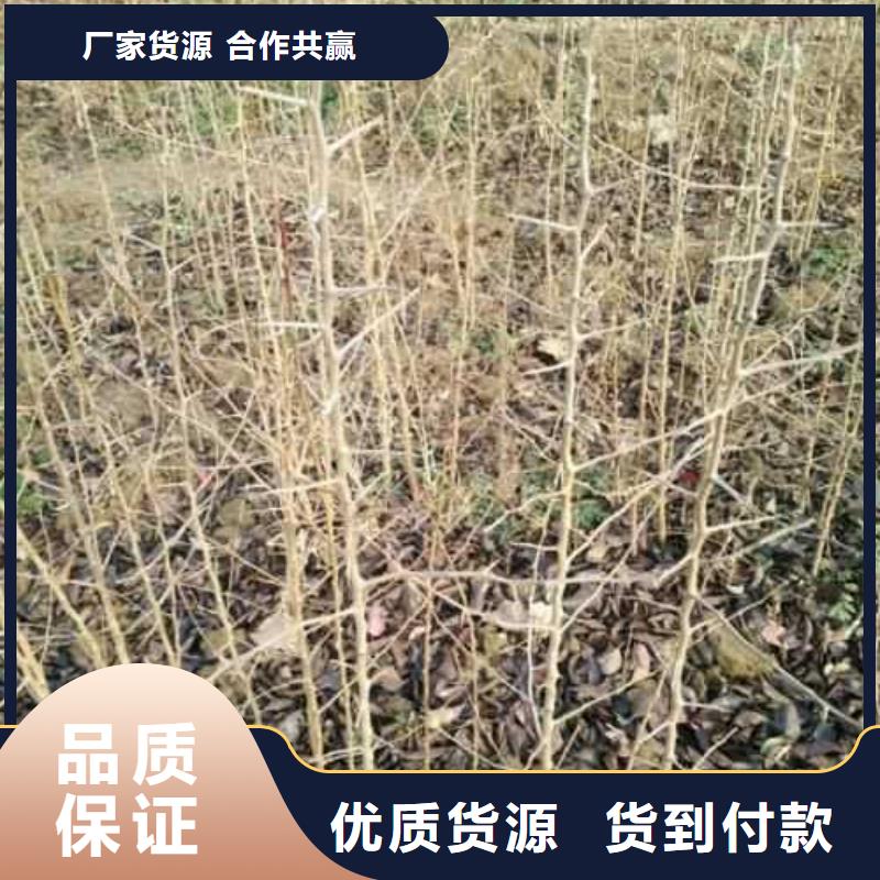 杜梨梨树苗基地厂家案例