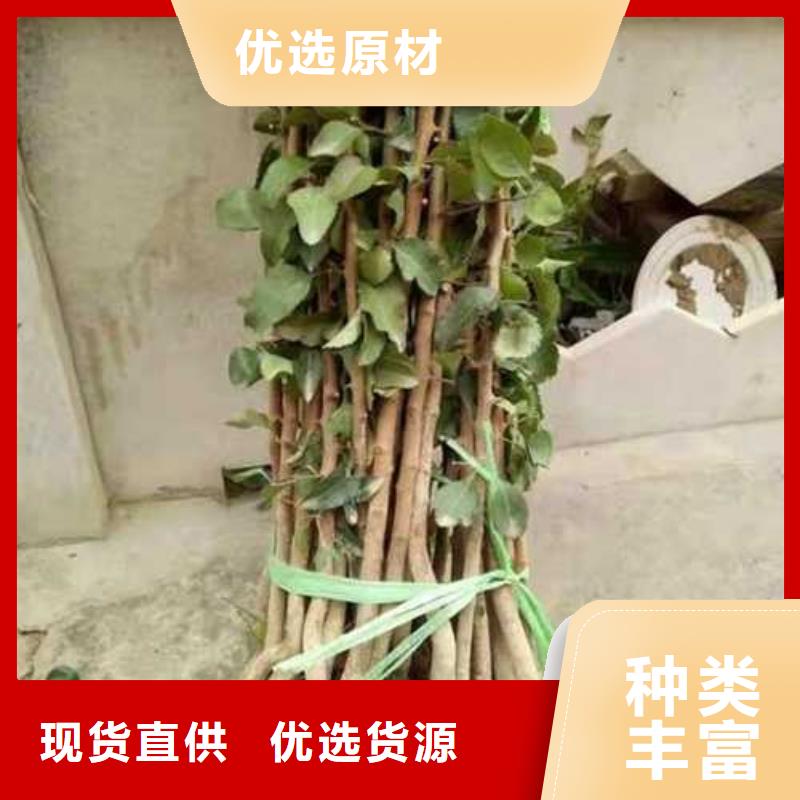 杜梨-玉露香梨树苗质量无忧