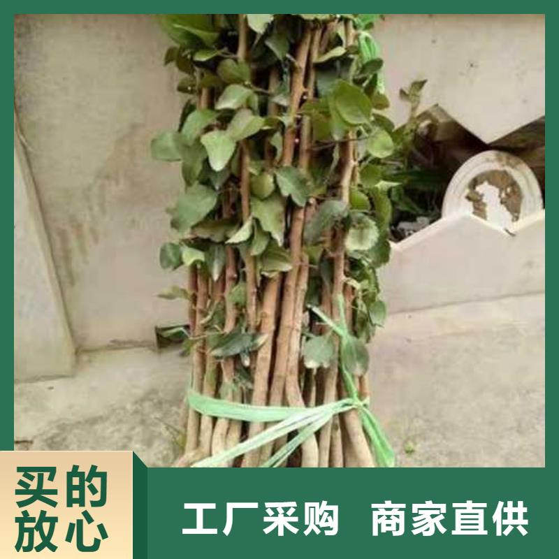 杜梨_玉露香梨树苗精致工艺