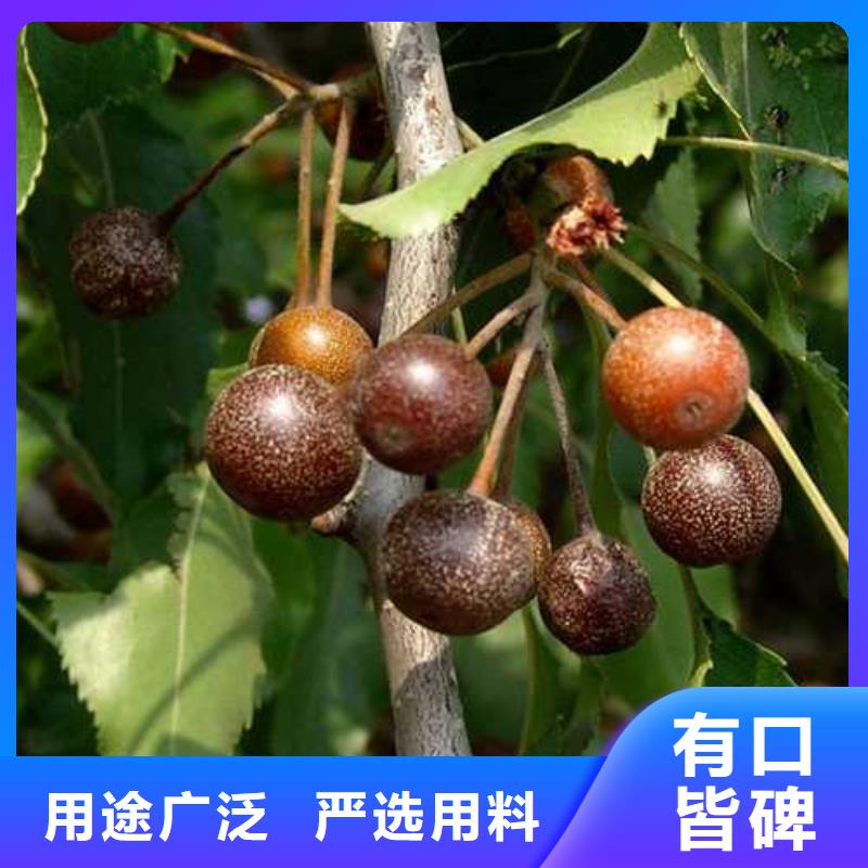 【杜梨新梨7号梨树苗口碑好实力强】