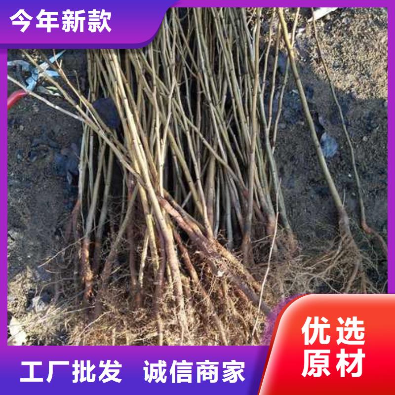 杜梨山桃苗品质有保障