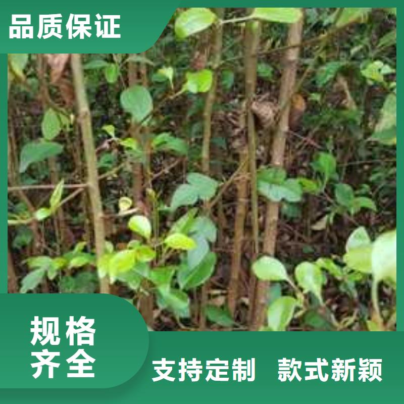 杜梨,梨树苗基地批发货源