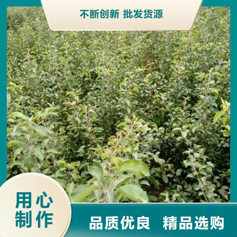 杜梨,香酥梨树苗品质之选