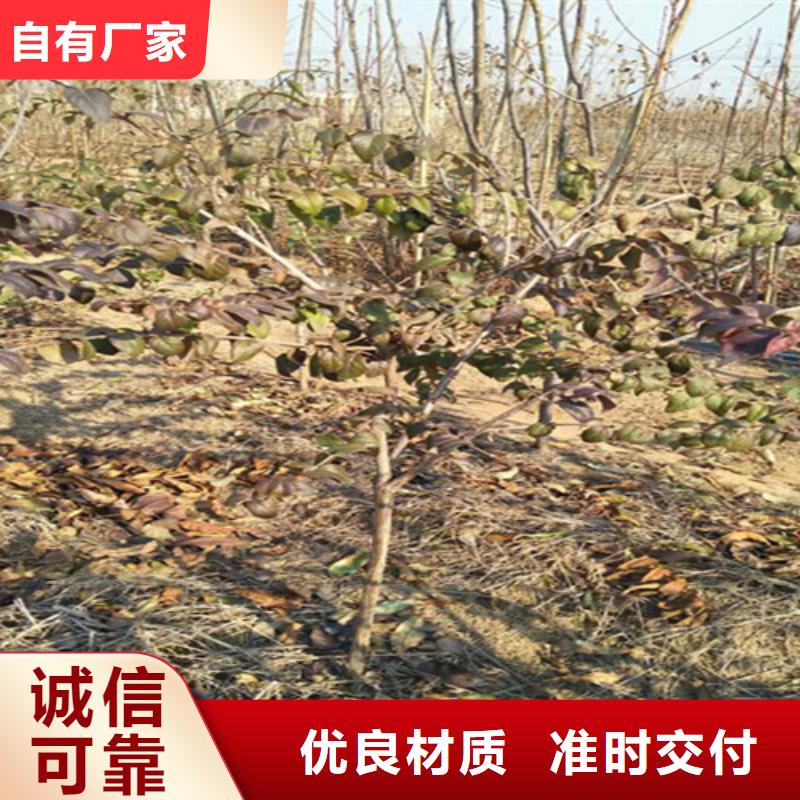 杈杷果-苹果苗品质无所畏惧