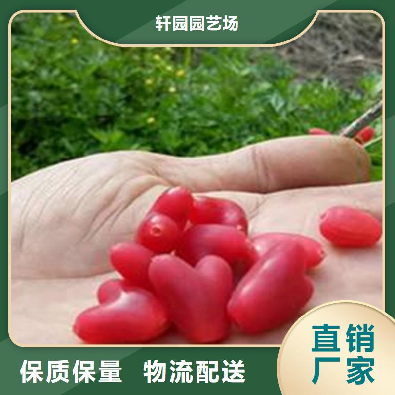 【杈杷果无花果苗源头直供】