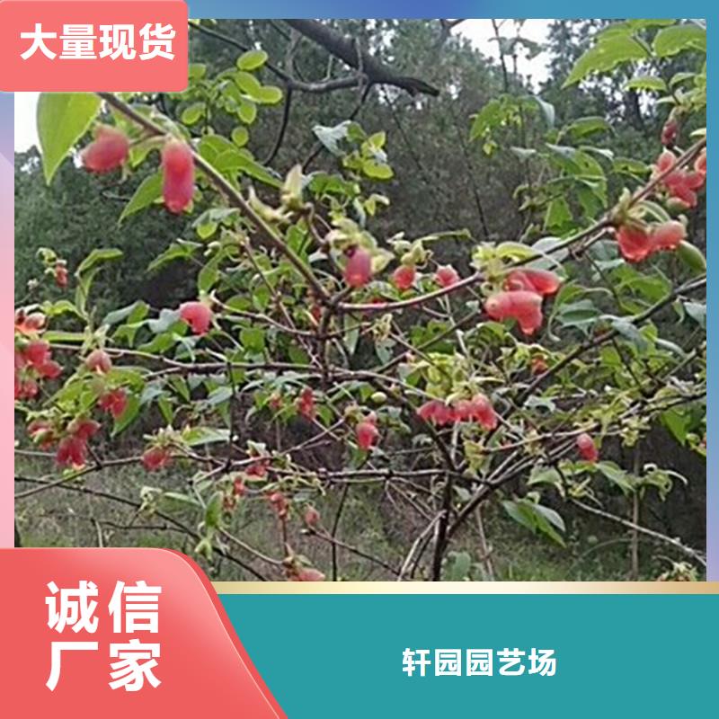 杈杷果【无花果苗】制造厂家