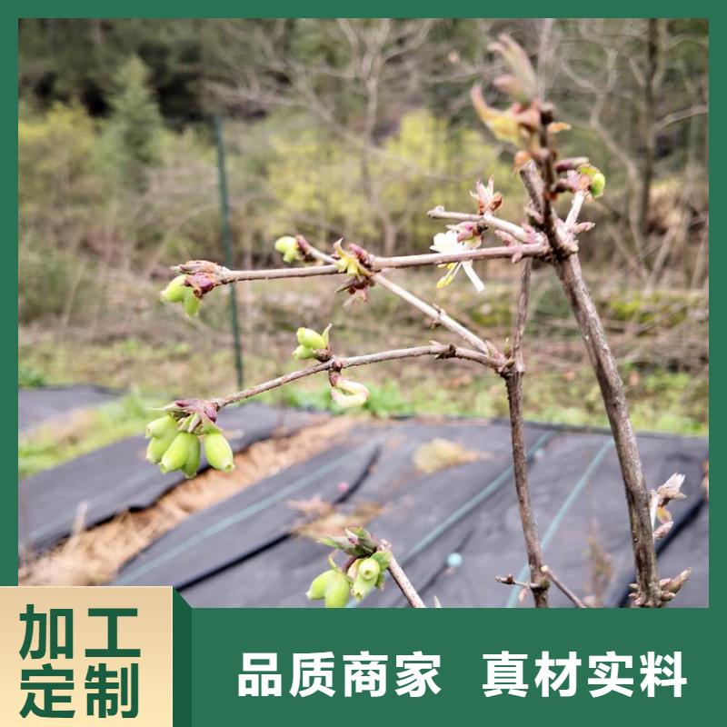 杈杷果-【苹果苗】高质量高信誉