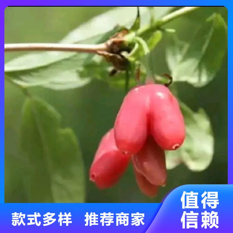 杈杷果【无花果苗】制造厂家