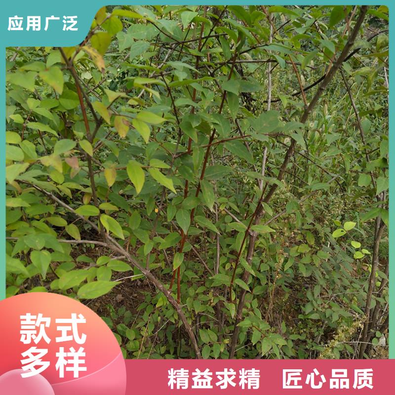 杈杷果_奶油草莓欢迎来厂考察