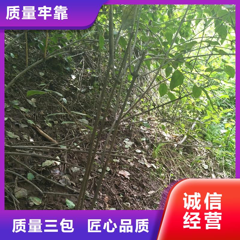 杈杷果-【苹果苗】高质量高信誉