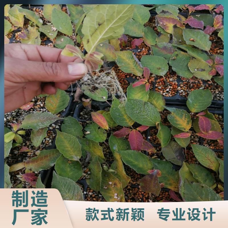 北美冬青【石榴树】标准工艺