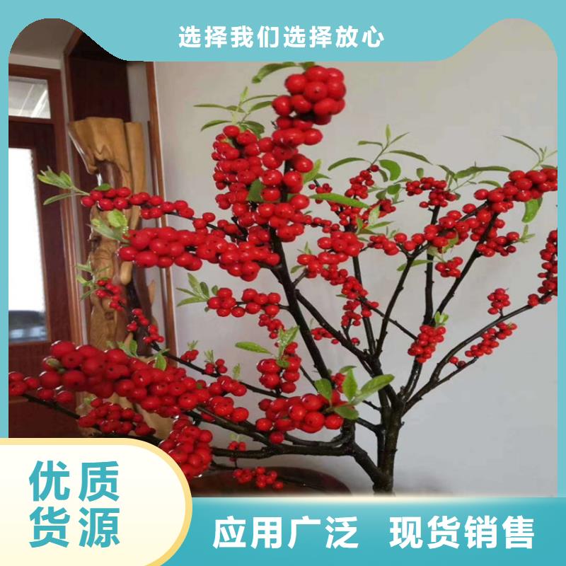 北美冬青无花果苗来电咨询