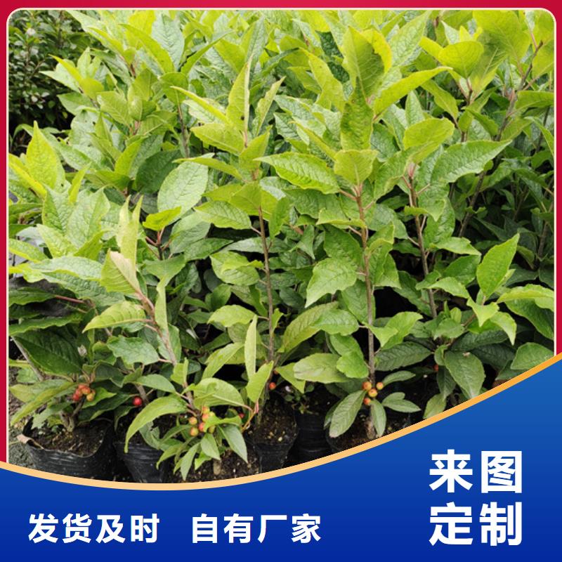 北美冬青【石榴树】标准工艺