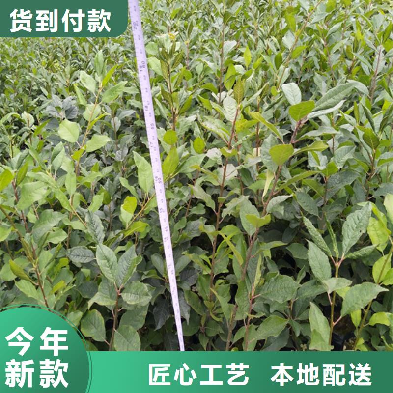 【北美冬青】苹果苗质量层层把关